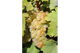 vino